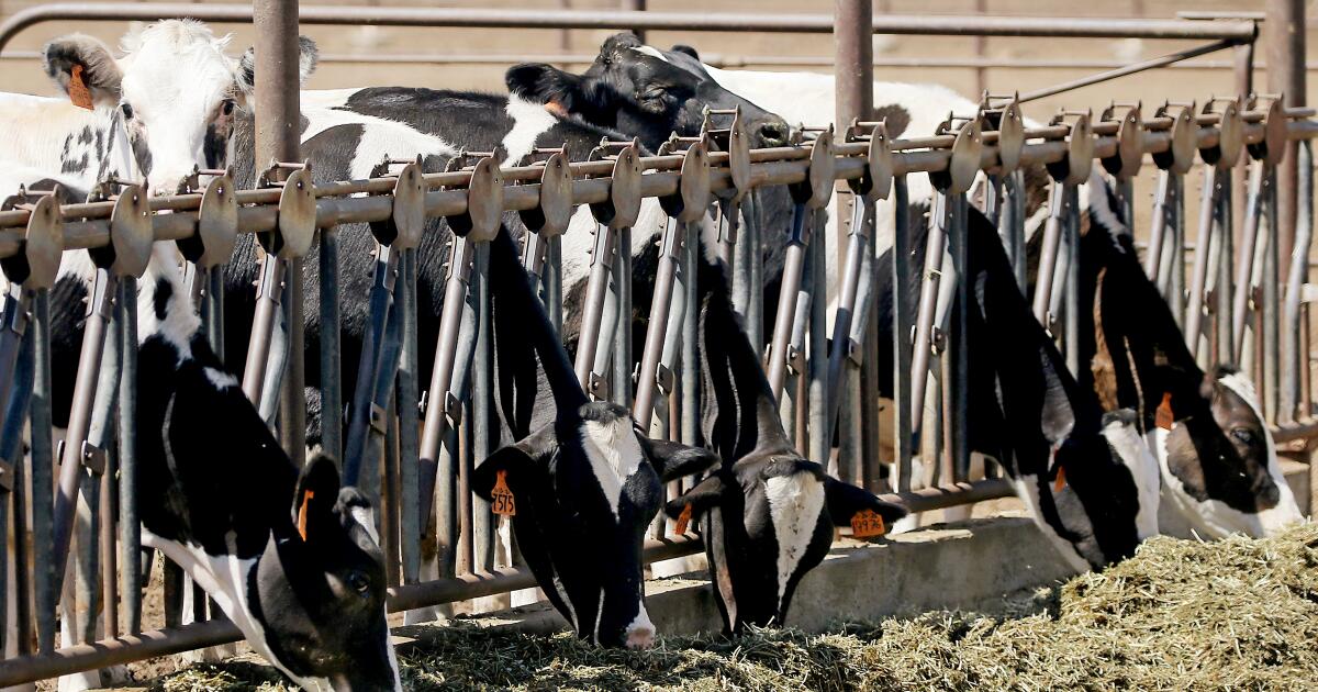 Les épidémies de H5N1 dans les fermes laitières vont-elles augmenter les prix du lait ?