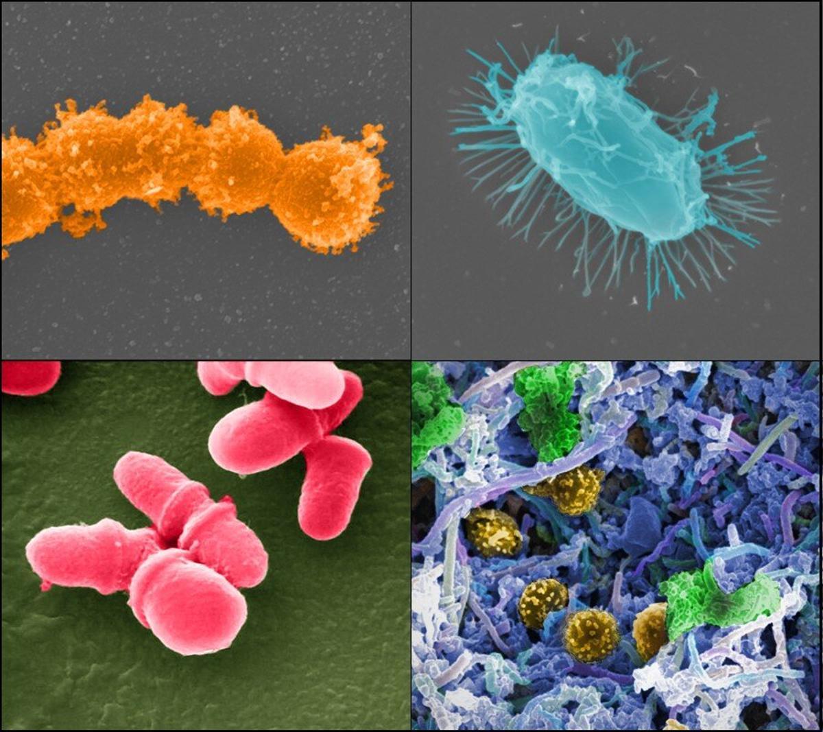 Se han identificado nuevos microbios en ciudad antes desconocidos