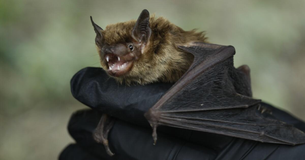 Un champignon tueur de chauves-souris pourrait être arrivé en Californie du Sud
