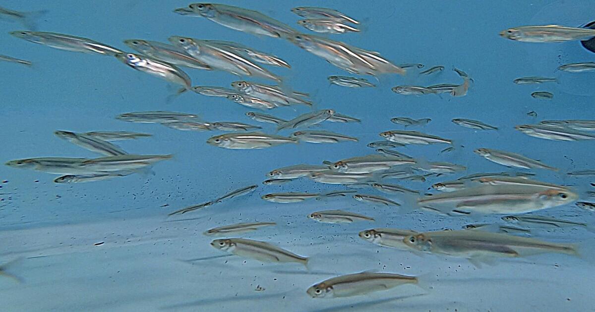 Un débat éclate sur la décision de la Californie de réduire les débits d'eau du delta