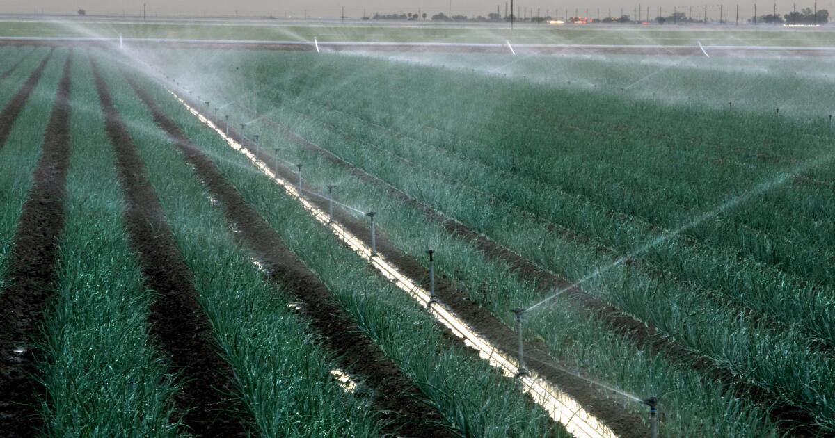 Une entreprise californienne rappelle des produits à base d'oignons en raison d'une épidémie d'E. coli