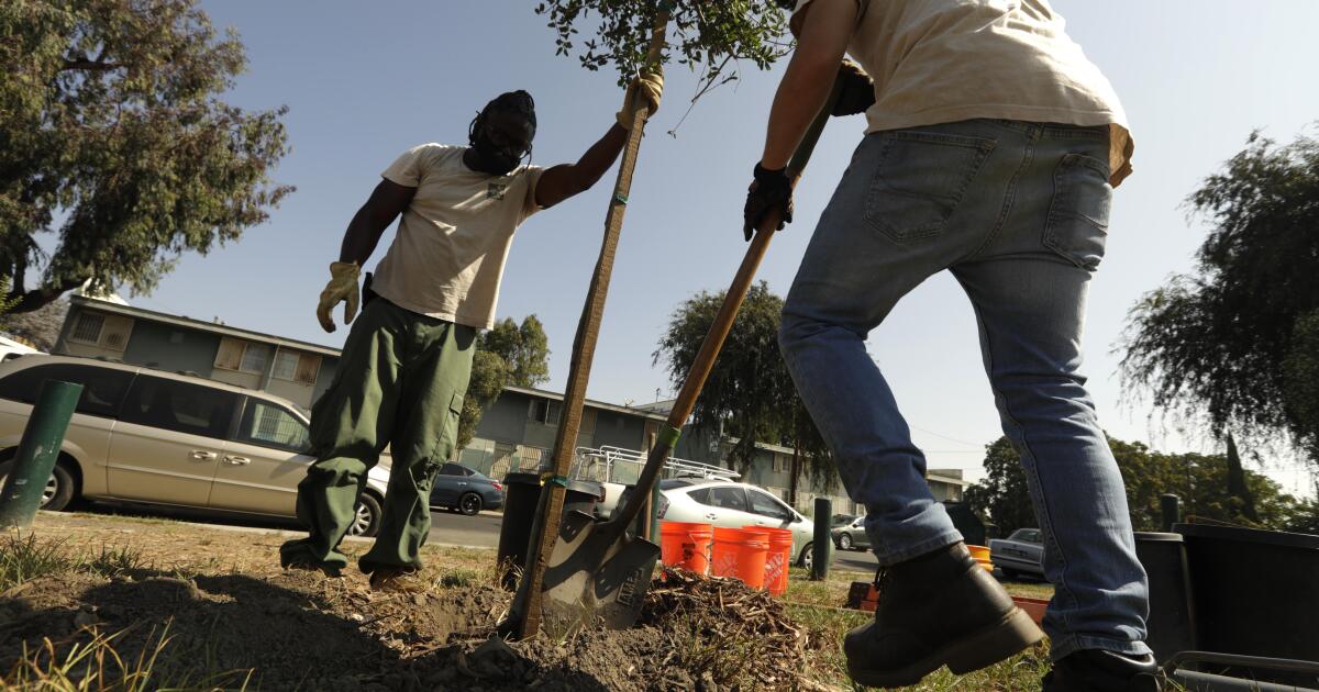 Une étude révèle les attitudes face au manque d'arbres dans le sud de Los Angeles