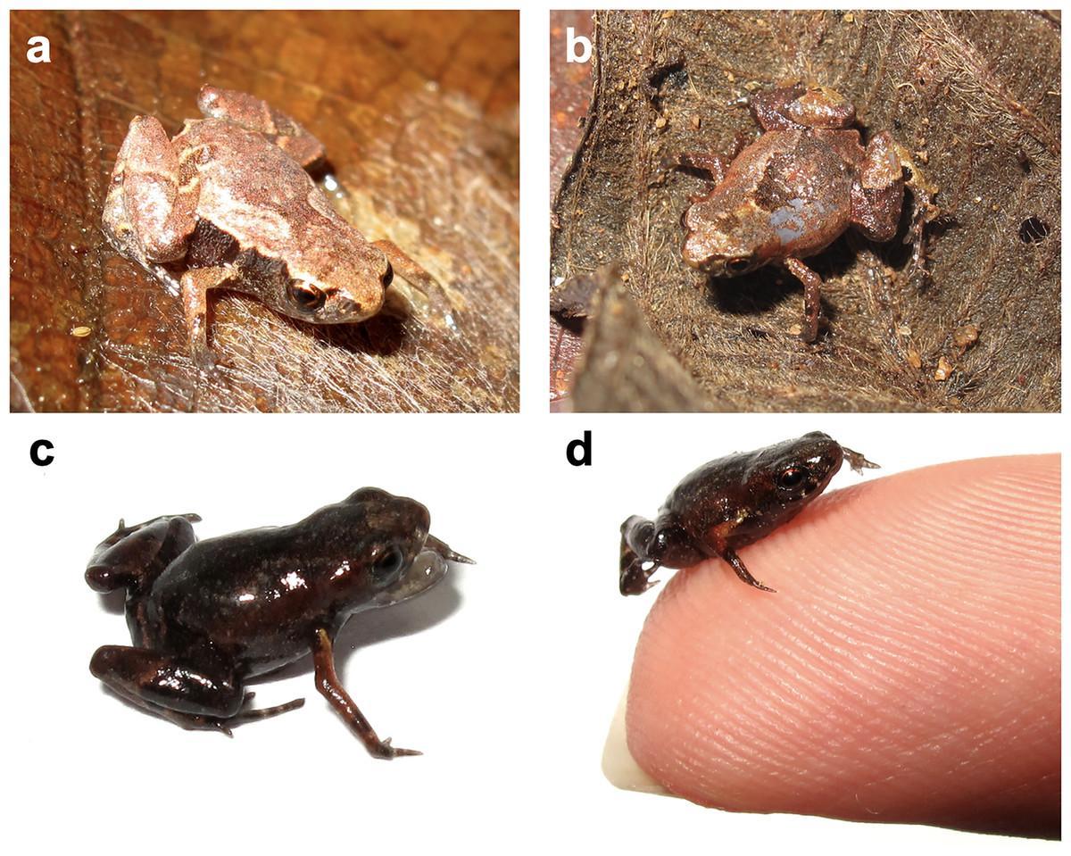 Las diferencias entre las especies es a veces muy sutil