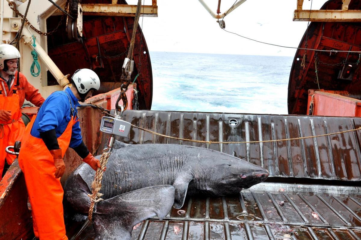 Un tiburón de Groenlandia a été capturé accidentellement par le bureau d'enquête 'Pâmiut' dans le sud-est de Groenlandia.