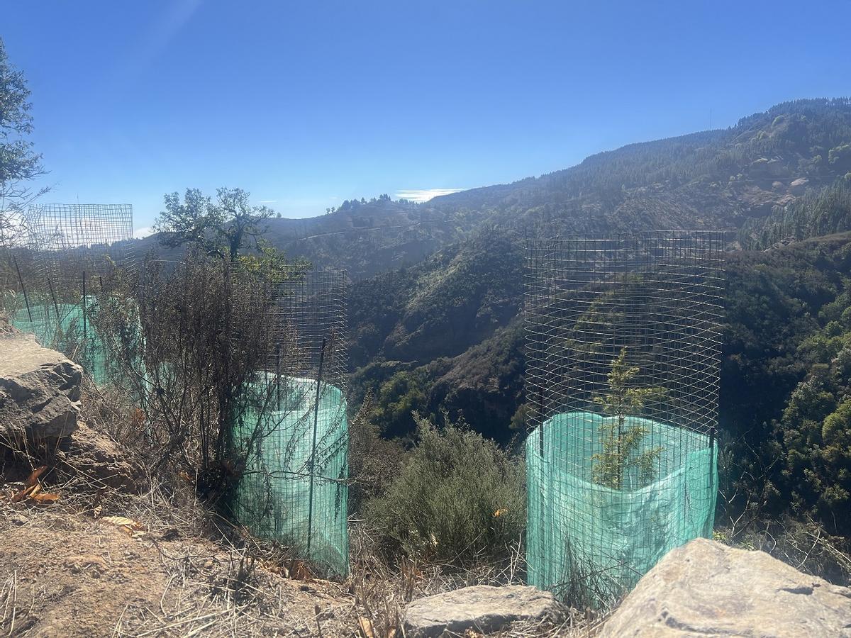 Autre modalité de collectionneurs de neige