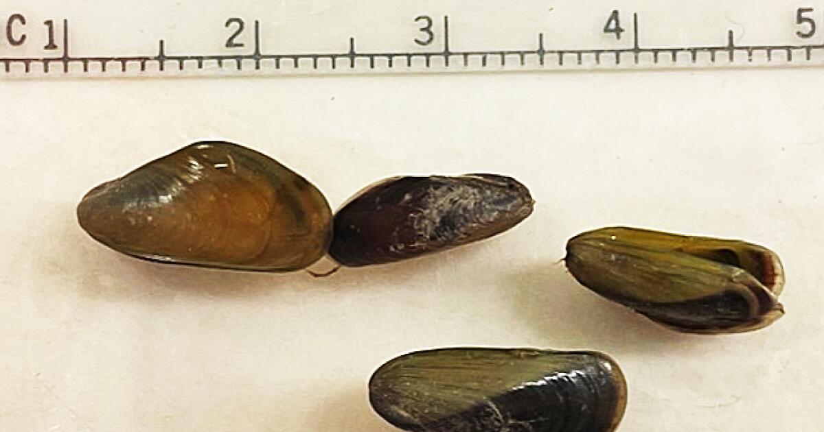 Les moules envahissantes pourraient nuire à l’écosystème du delta de Californie et augmenter les coûts de l’eau
