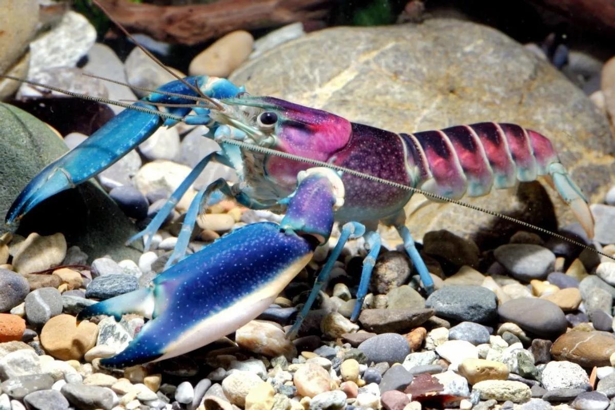 El 'Cherax pulcher', en la imagen, es muy parecido a la nueva especie