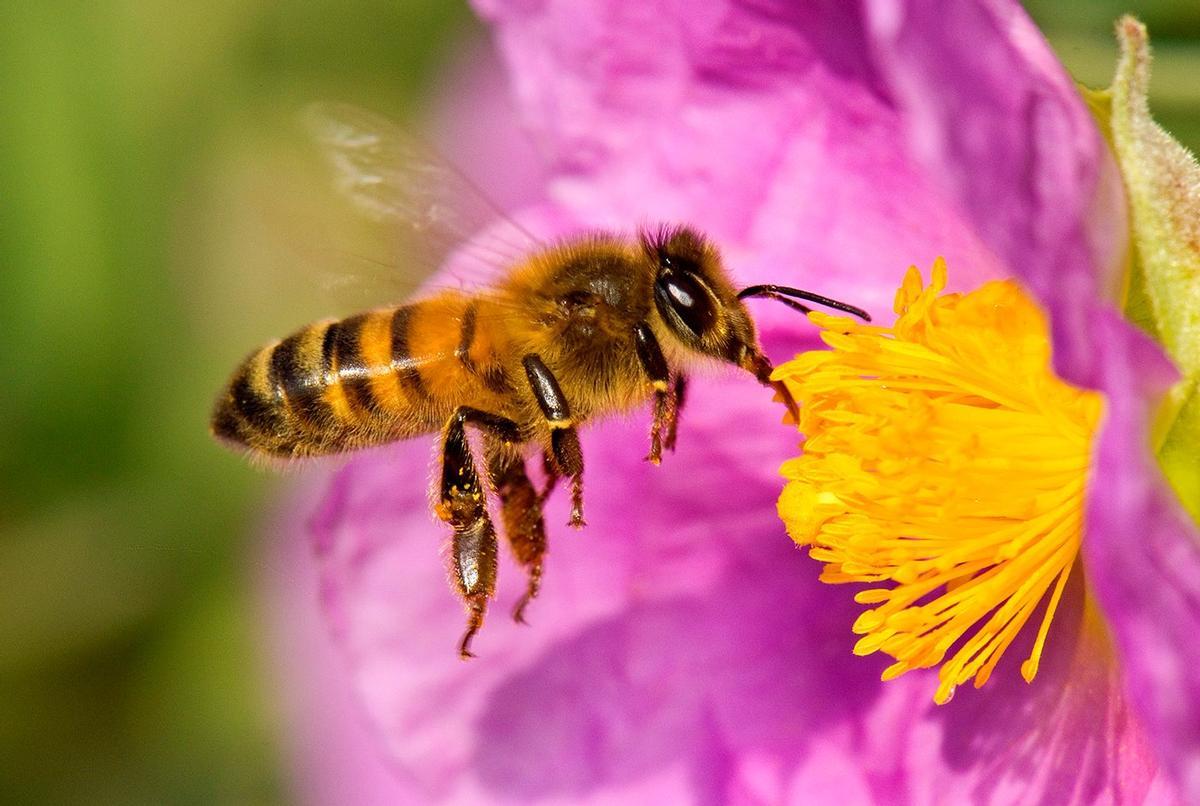 Las Abejas Están en fuerte DÉCLIVE