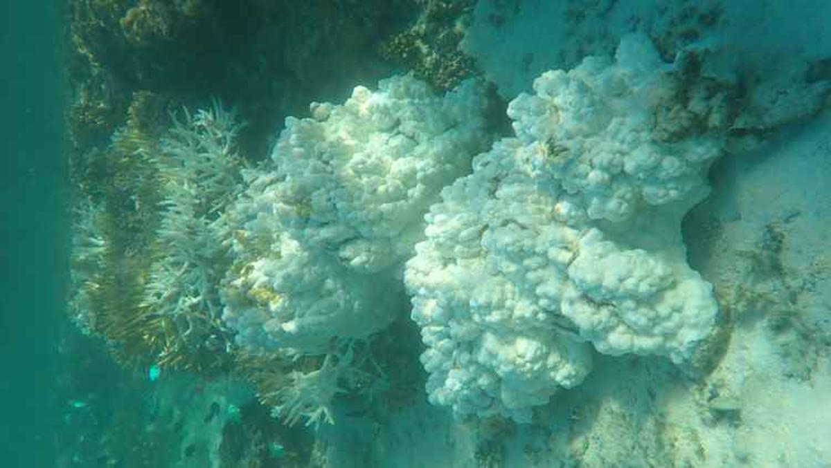 Corales totalmente blanqueados en la Gran Barrera