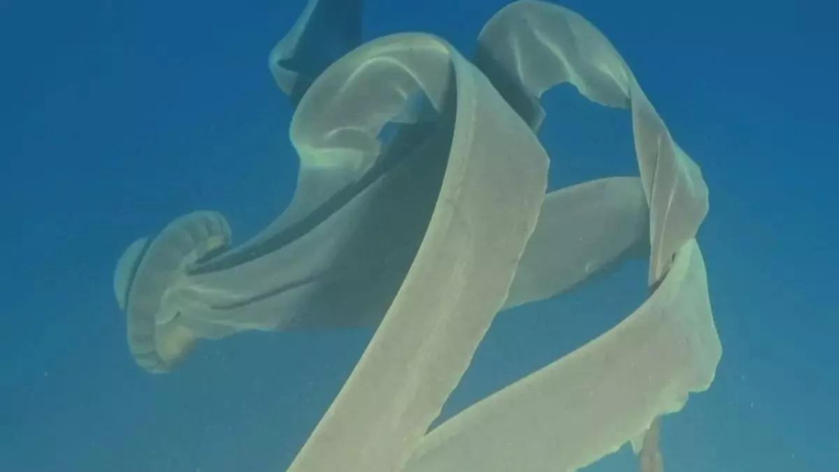 Imagen de un ejemplar de la medusa