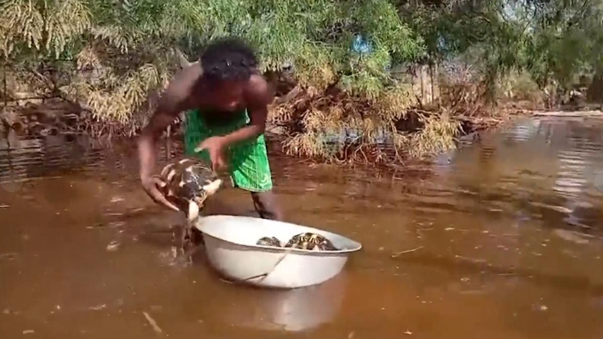 Miles de tortugas fueron arrastradas por el agua