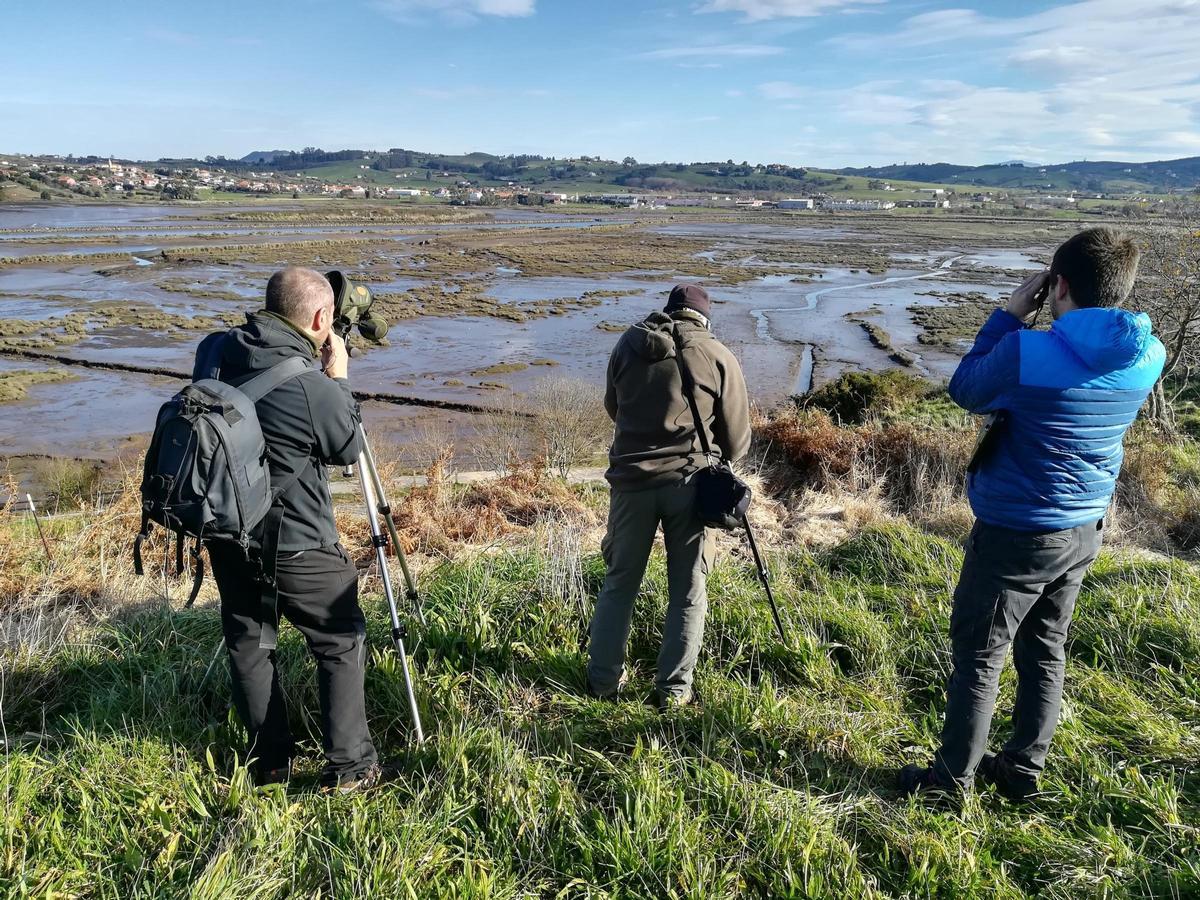 Observación de aves en las marismas de santoña (cantabrie)