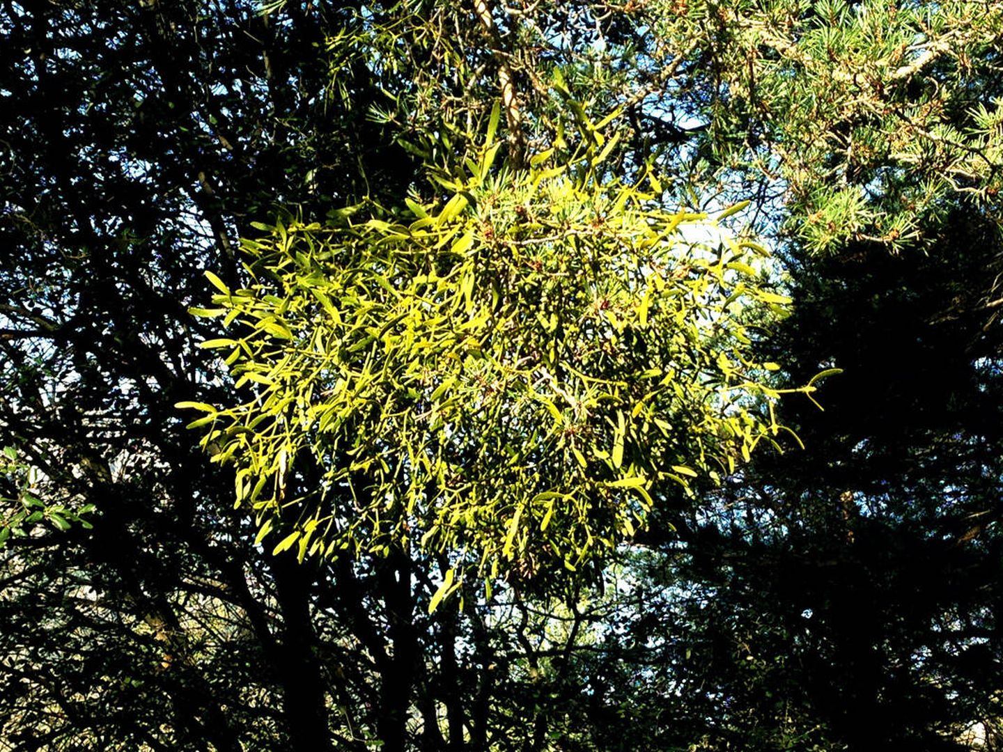 Le gui est une espèce parasite des forêts de pin. (Jose Luis Gallego)