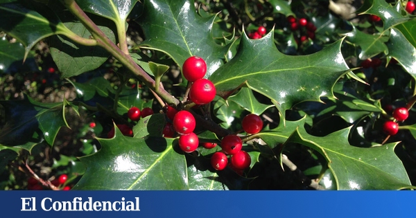 Qui est qui dans le vert naturel qui décore la table de Noël