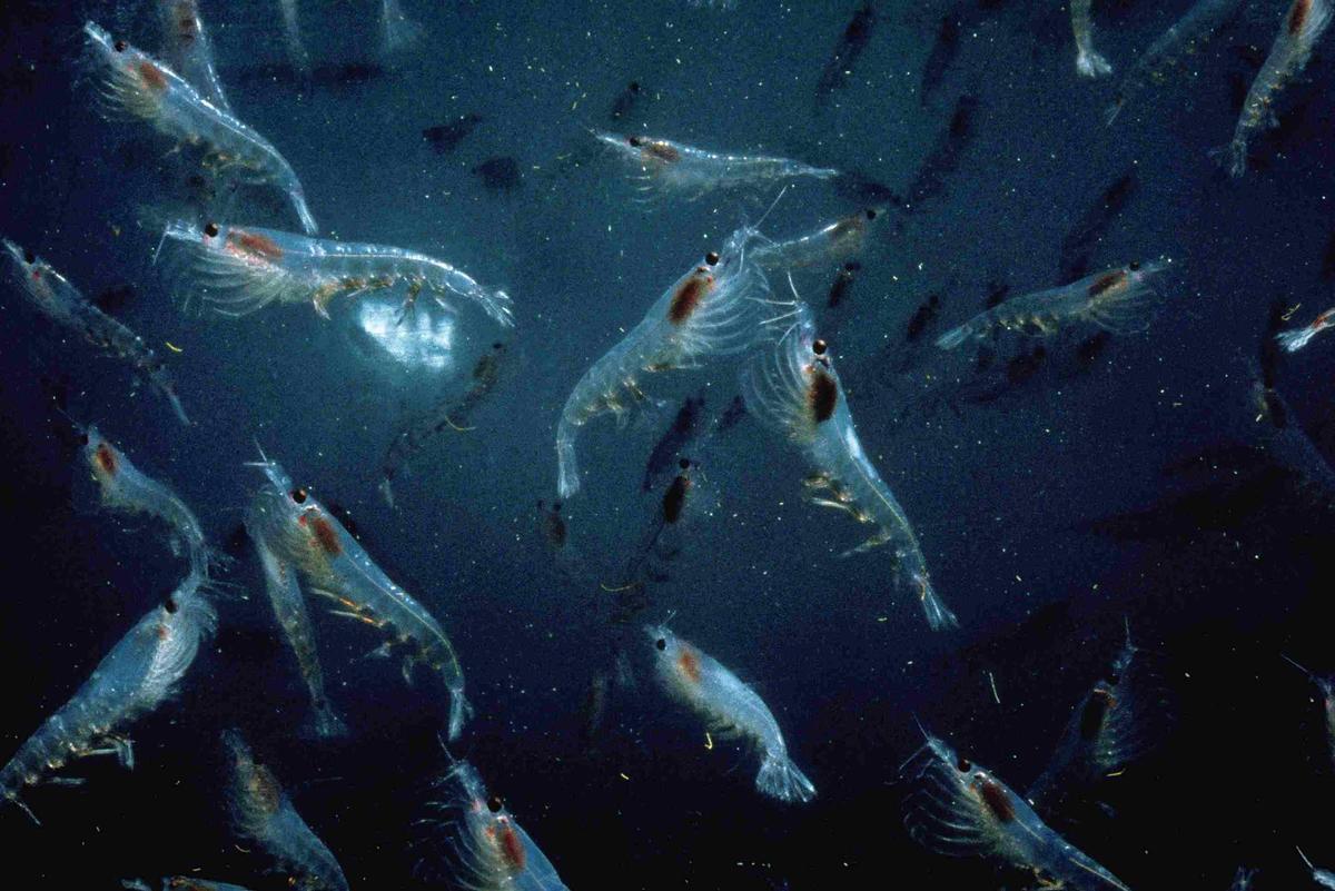 El Krill es el alimento básico de ballenas y otros animaux marinos