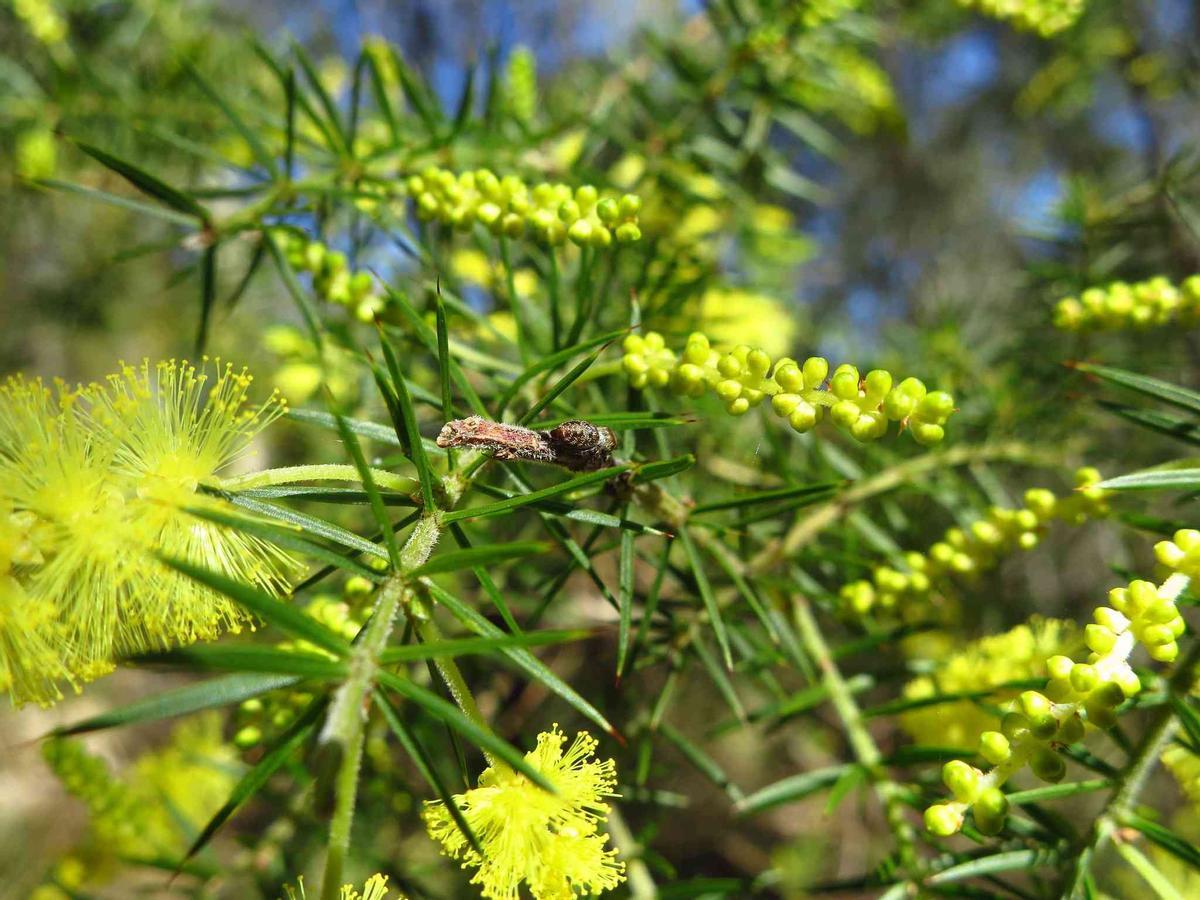 La Acacia Invasora está fuera de contrôle