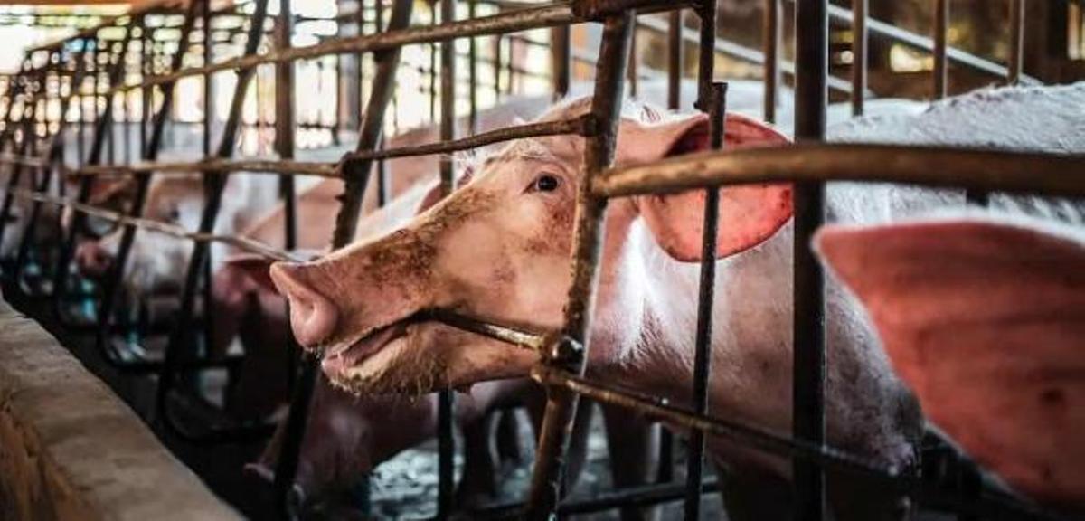 La contaminación del agua por nitratos está produnida por el uso masivo de abonos nitrogenados en la agricultura intensiva, así como por la ganadería intensiva.