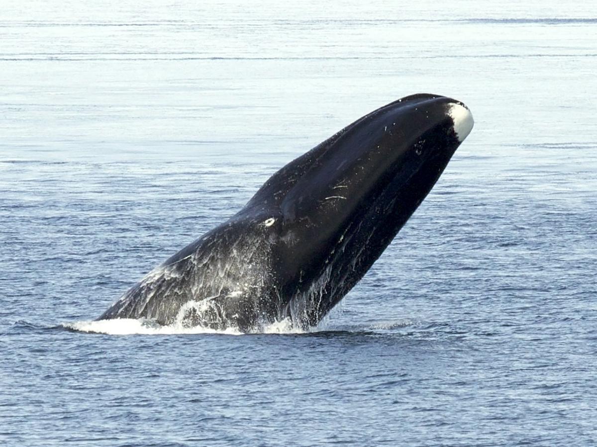 Ballena de Groenlandia.