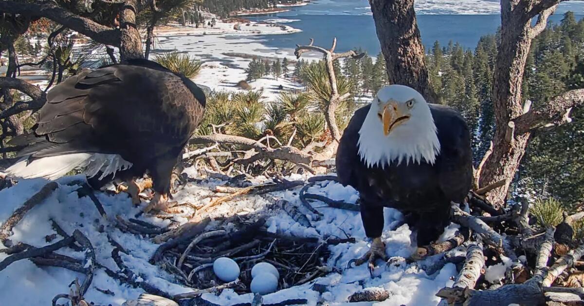 Les aigles à tête blanche de SoCal Jackie et Shadow ont une seconde chance à Triplets