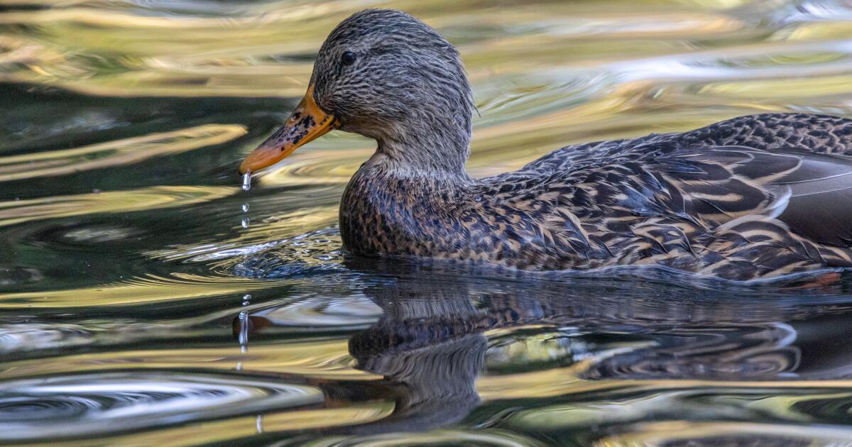 Nouvelle tension de grippe des oiseaux trouvée sur une ferme de canards de Californie