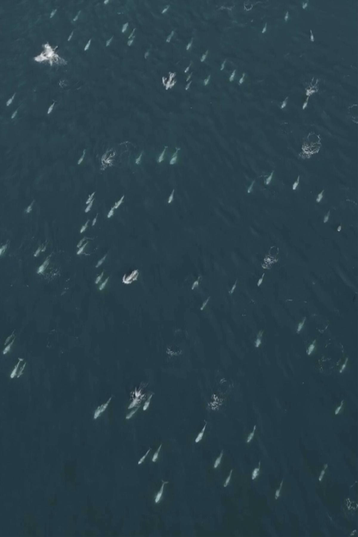 Vista parcial del grupo de delfines grises observado