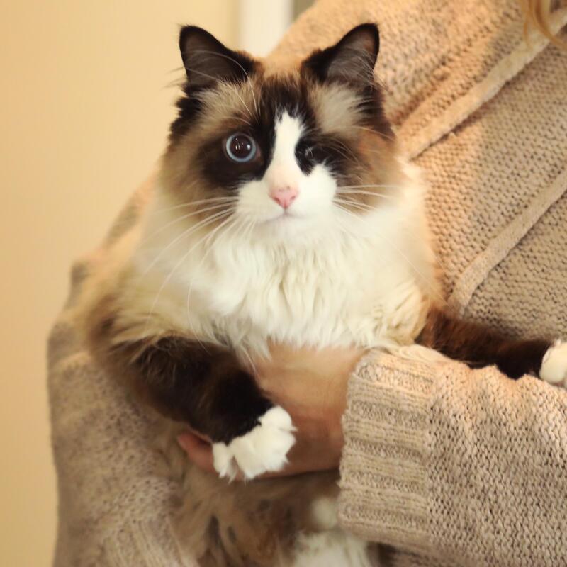 Lorsque Jonni Miller et Anthony Ruffin ont dû fuir leur maison d'Altadena - qui a été détruit dans l'incendie d'Eaton - l'un de leurs chats, M. Thelma, a disparu. Plusieurs jours plus tard, ils sont revenus et ont été surpris lorsque M. Thelma les a salués.