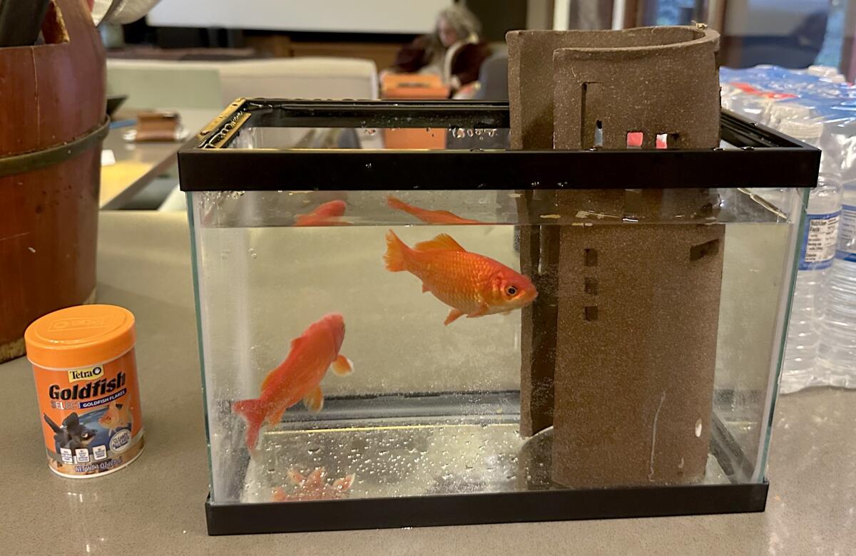 2 du poisson rouge de Michelle Huneven, qui vivait dans son arrière-cour et a survécu à l'incendie d'Eaton qui a détruit sa maison, sont en sécurité