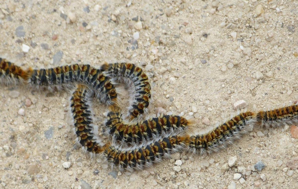 Processionaria del pino