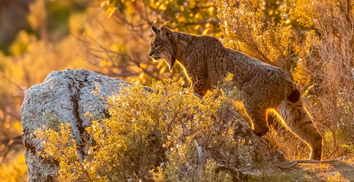 Lince ibérico