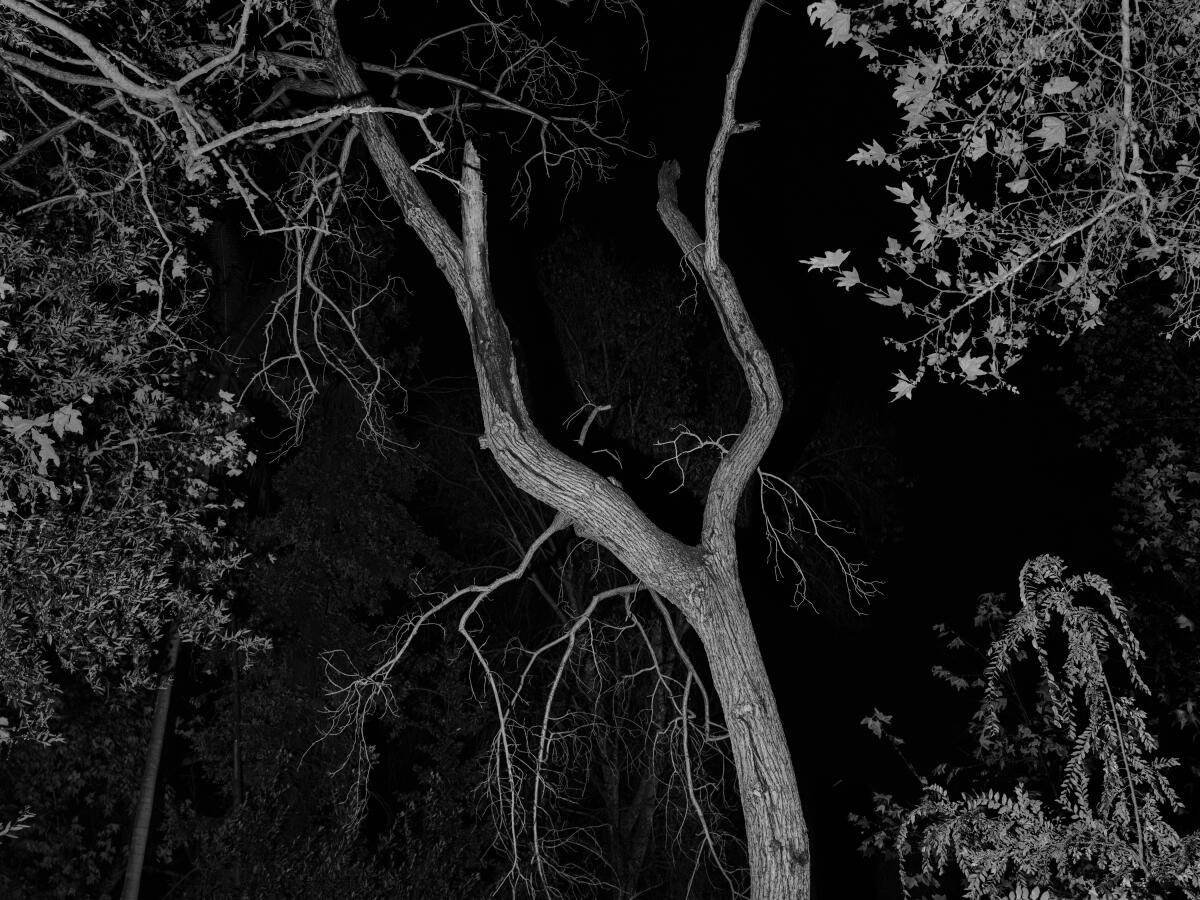 Une photo en noir et blanc d'un arbre sycomore.