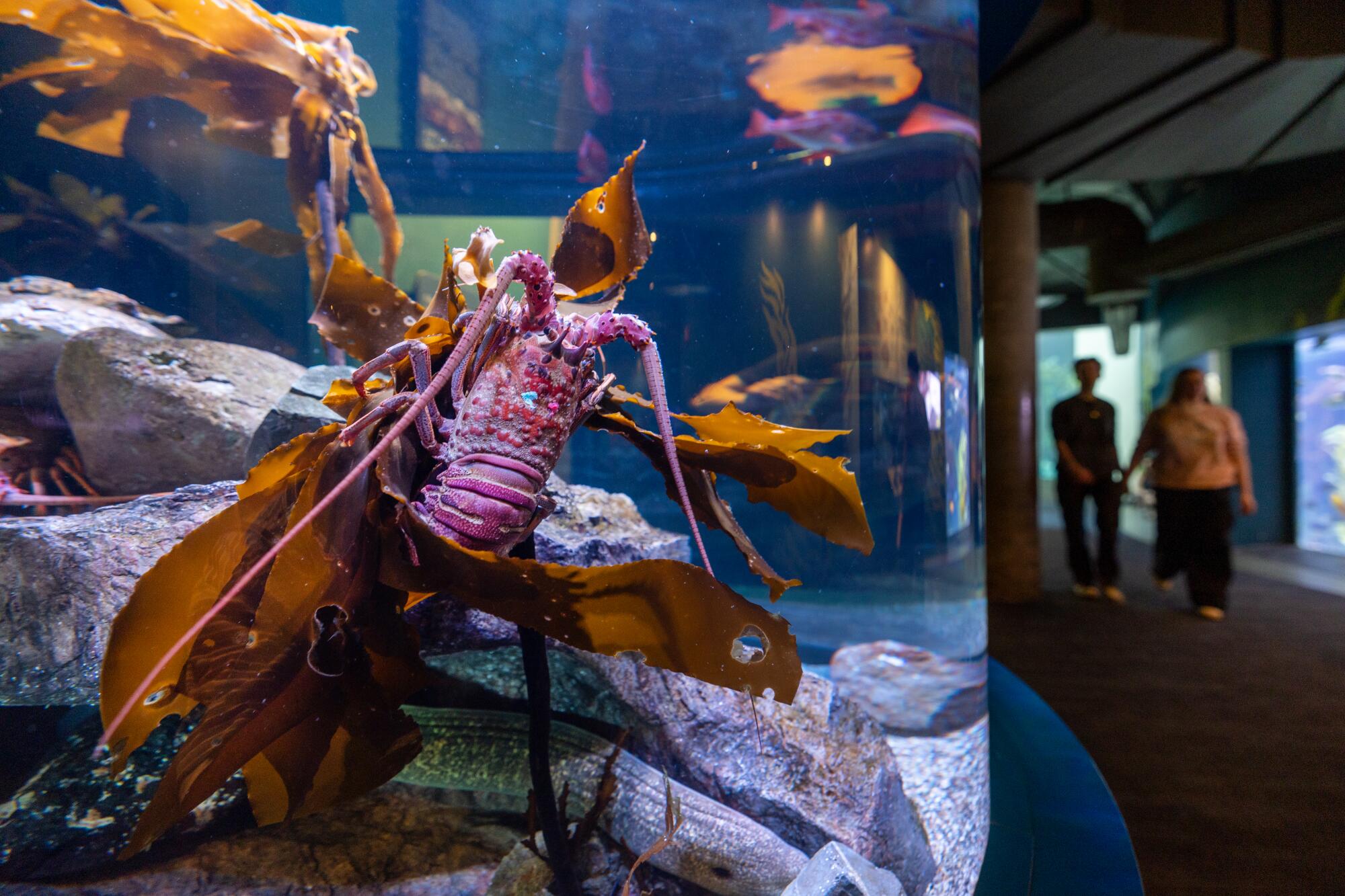 Un homard épineux dans un réservoir fait partie de la vie marine à l'aquarium du Pacifique.