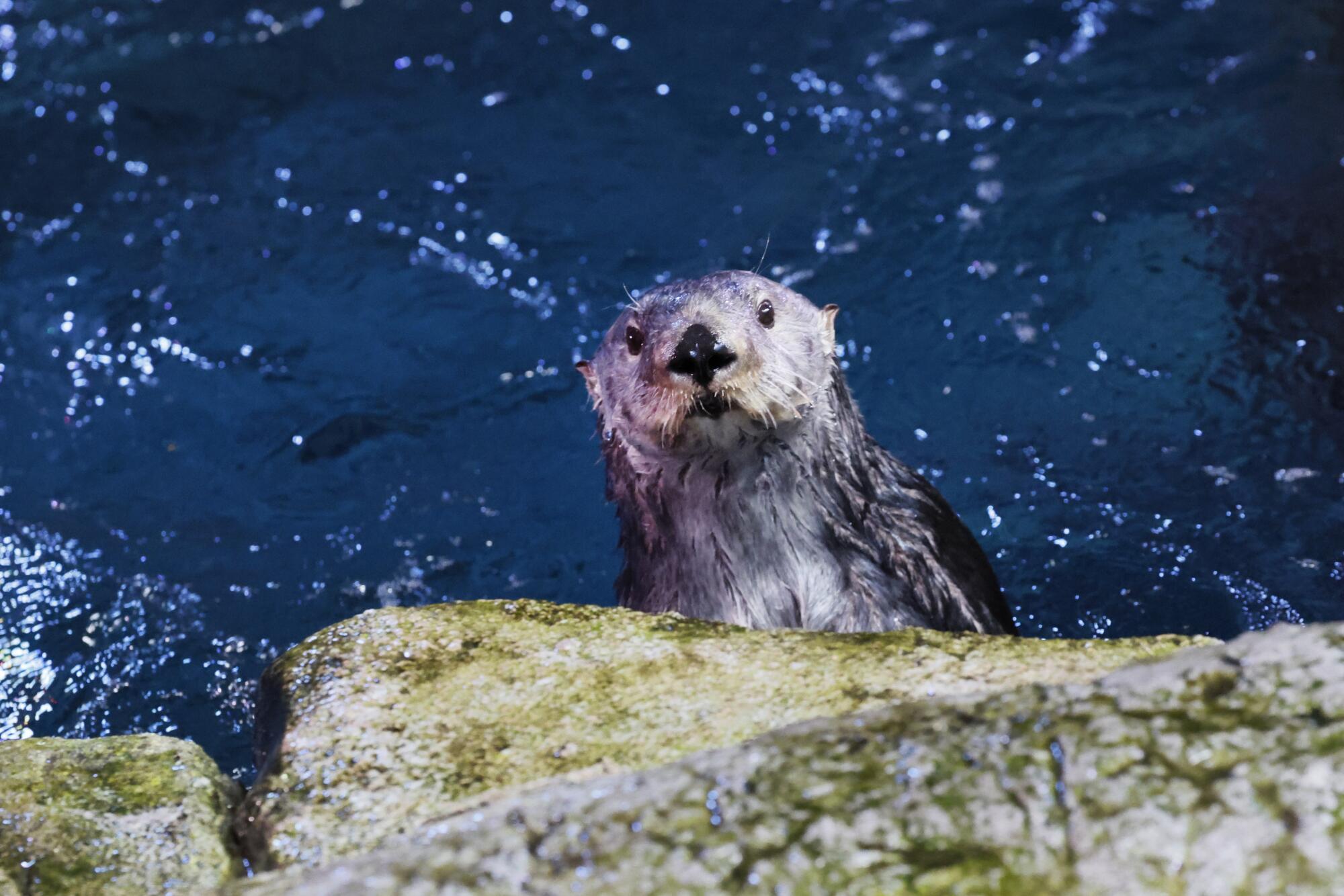 L'une des deux loutres de mer non autorisées regarde les visiteurs de l'intérieur de l'habitat de loutre de Long Beach Aquarium.
