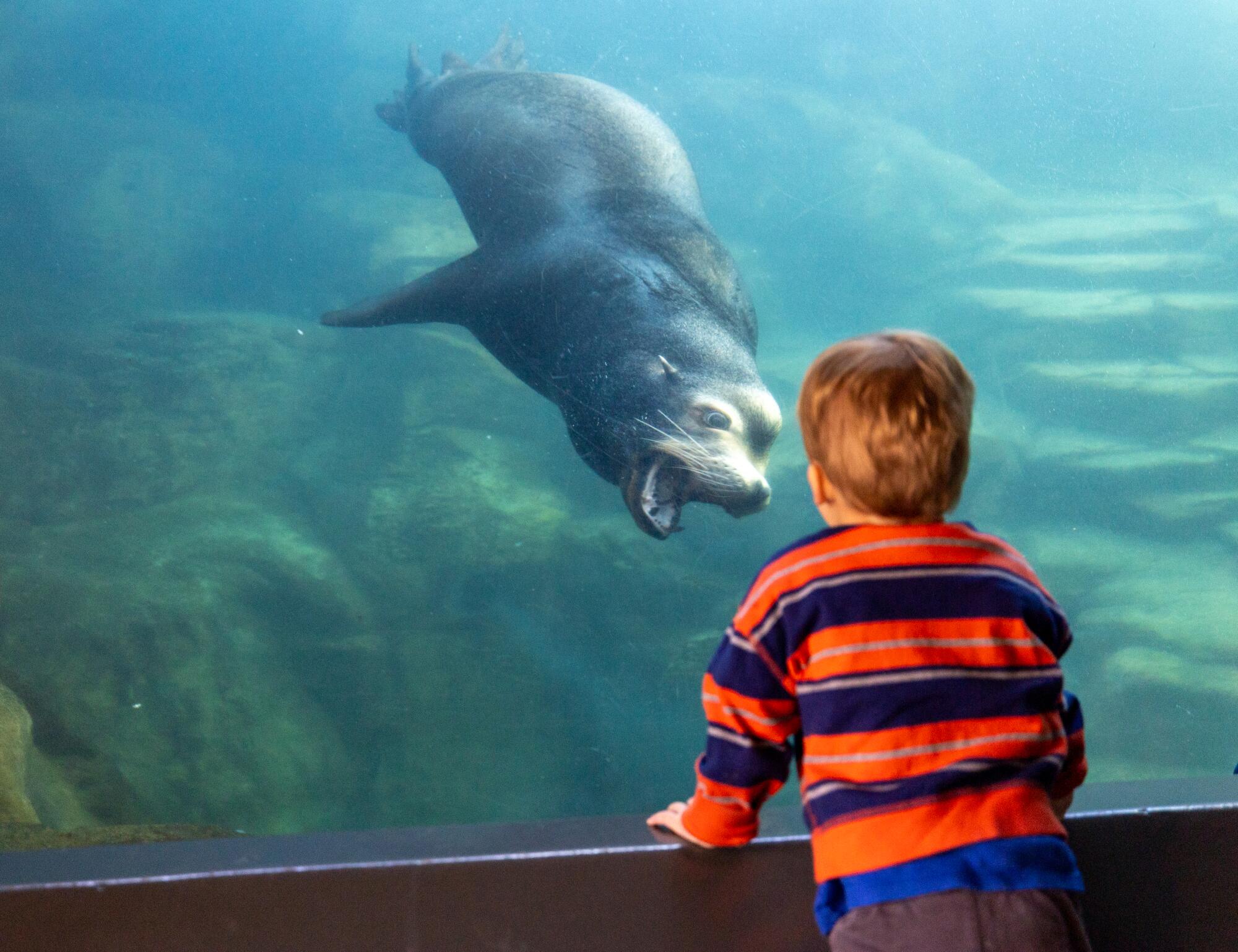 Wilder, deux ans, interagit avec un lion de mer de Californie à l'aquarium du Pacifique.