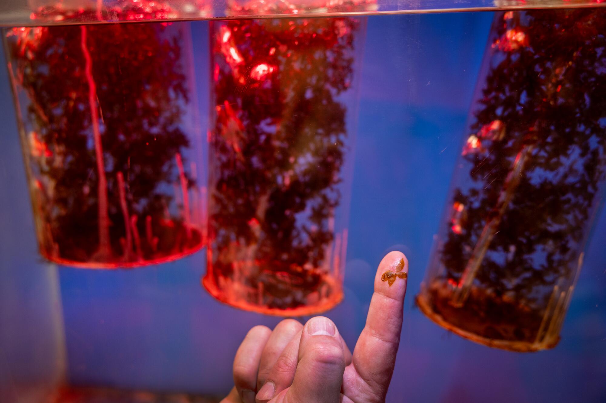 Johnathan Casey considère le varech baby taureau grandissant au laboratoire d'ormeaux en coulisses de l'aquarium.