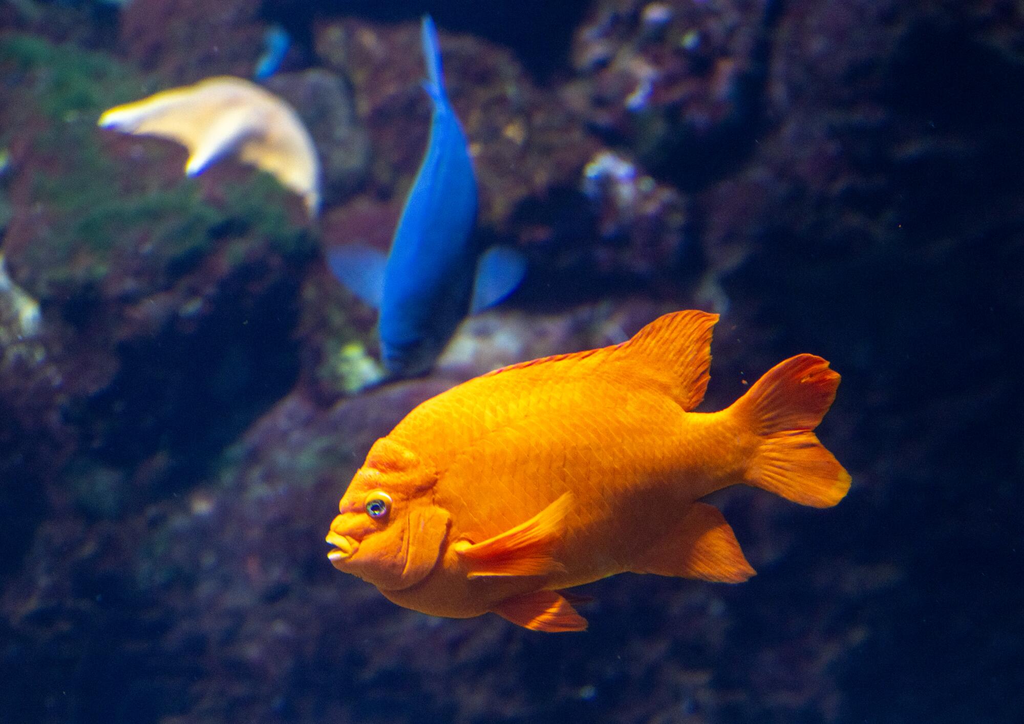 Un Garibaldi, le poisson officiel de l'État marin de Californie, à l'aquarium. 