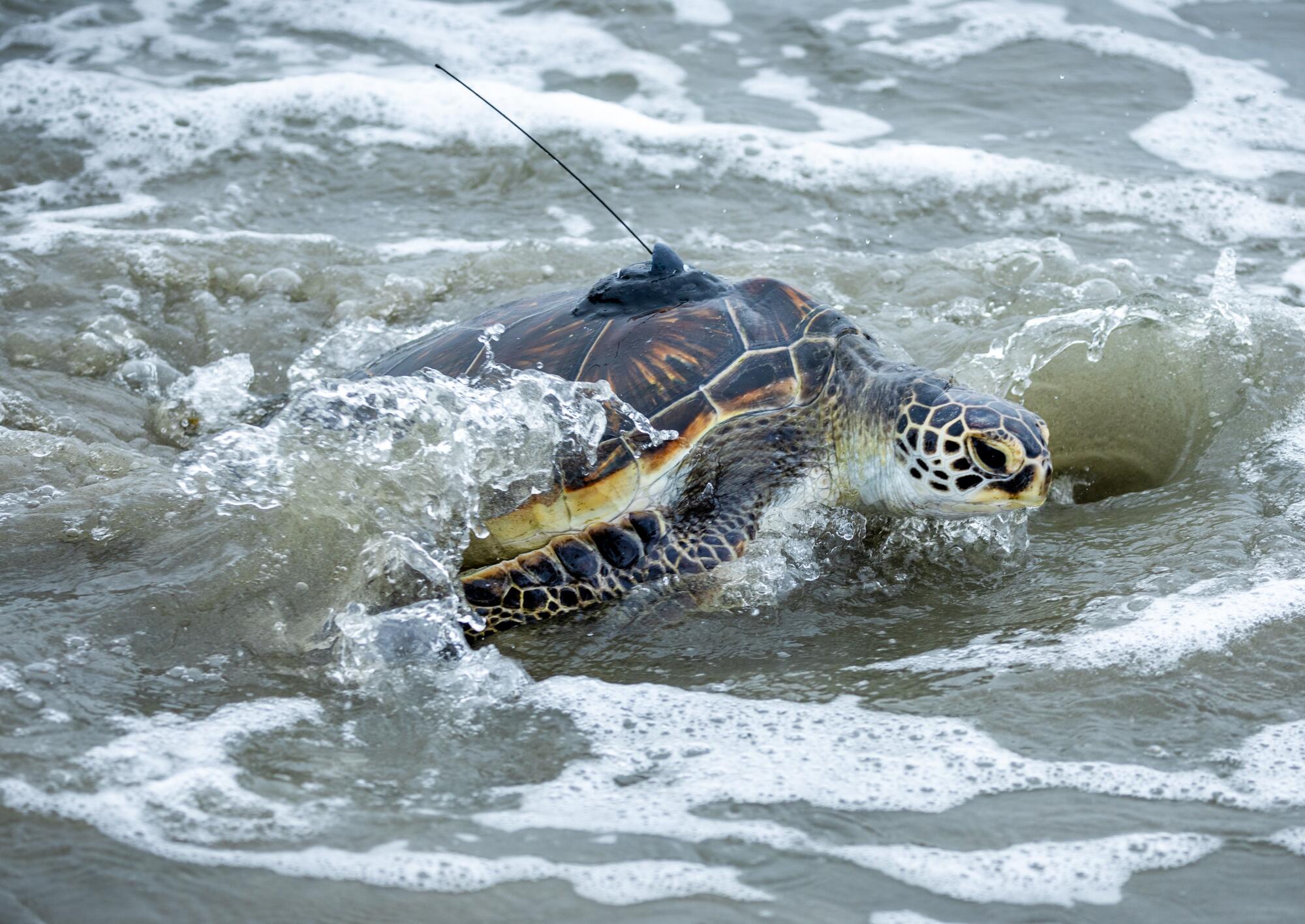 Une photo de mai 2024 montre une tortue de mer verte en voie de disparition.