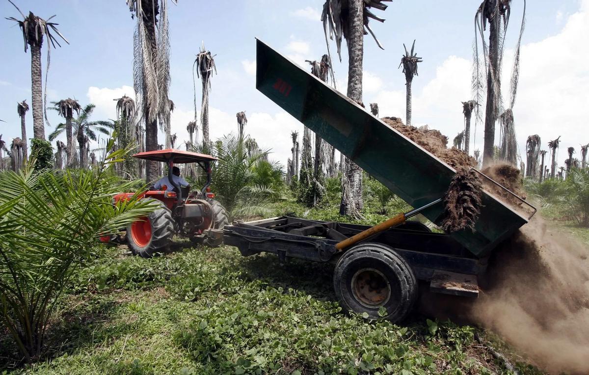 Plantación de Palma aceitera para biocombustibles en la caribeña Región Colombiana de Santa Marta.