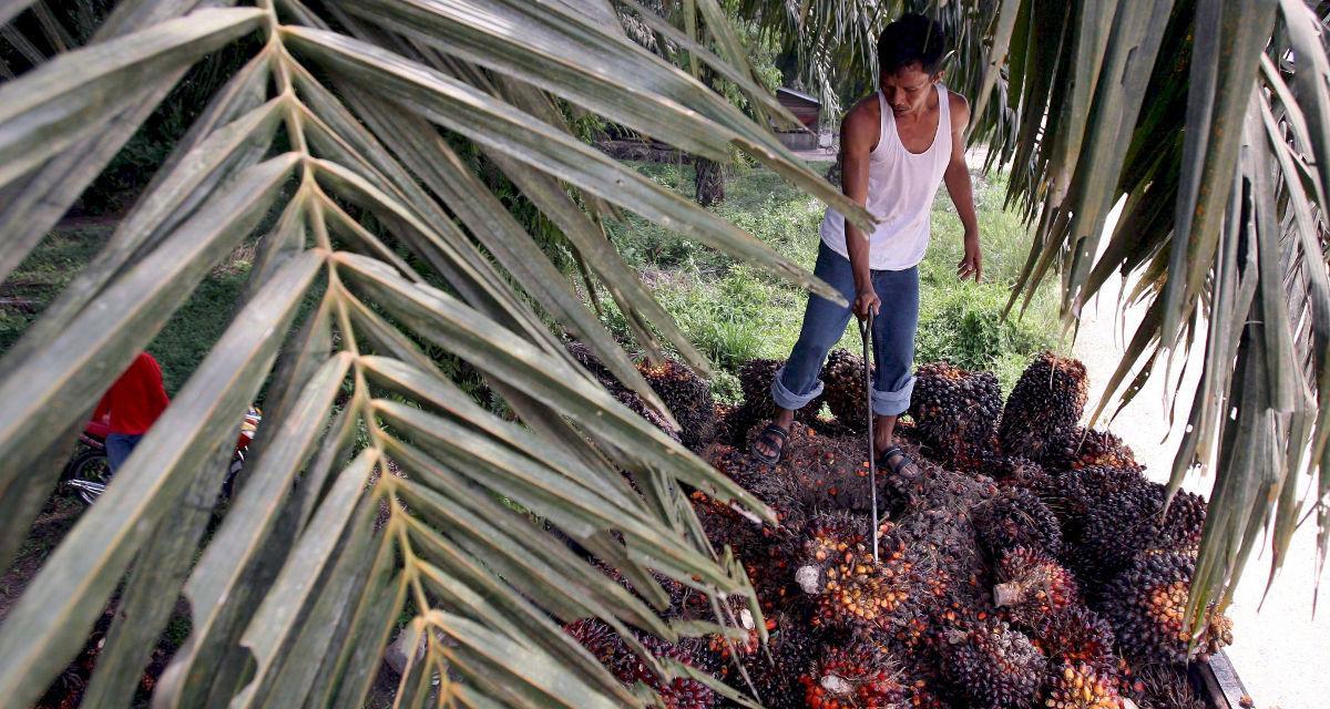 Un trabajador carga a un camión el fruto de la palma aceitera en Indonésie.