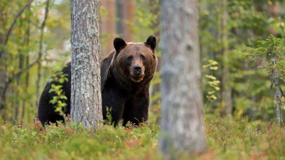 Ejemplar de Oso Pardo.