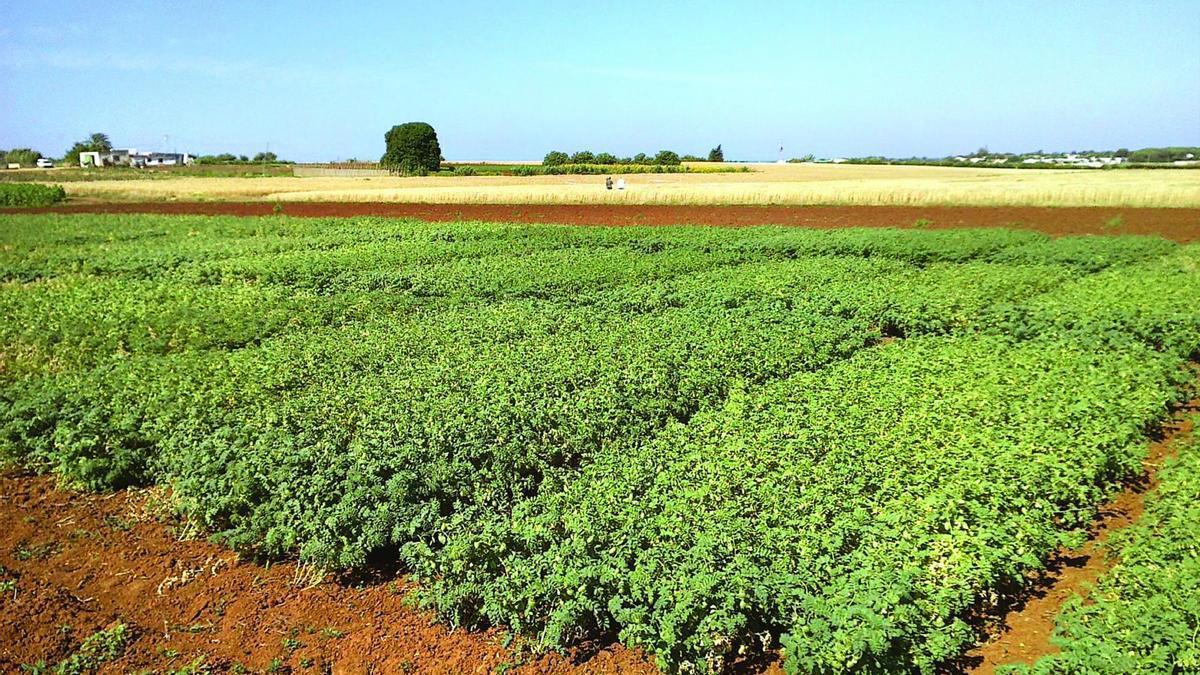 Sembrado de Garbanzos en Campo de Tejada (Huelva).
