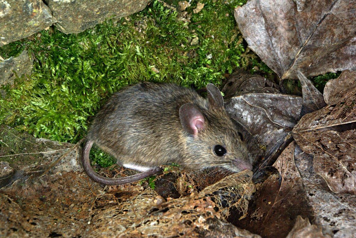 Ratón de campo (Apodemus sylvaticus)