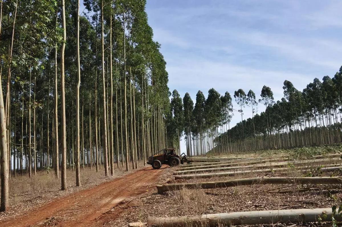 4 Plantación de eucaliptos.