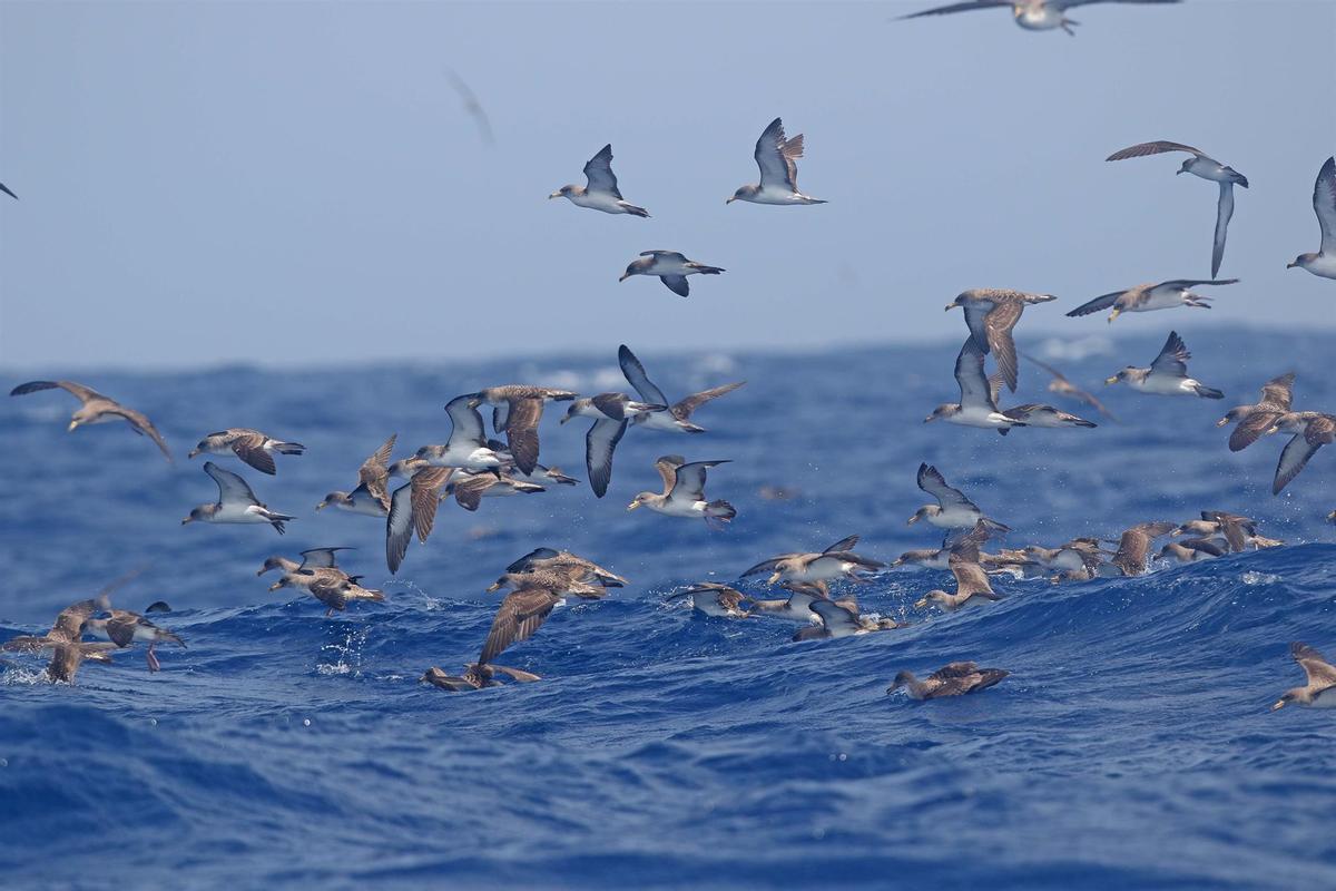 Aves Marinas.