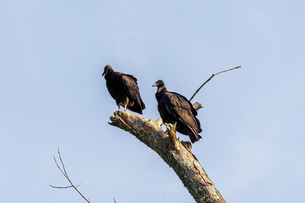 Dos ejemplares de buitre negro.