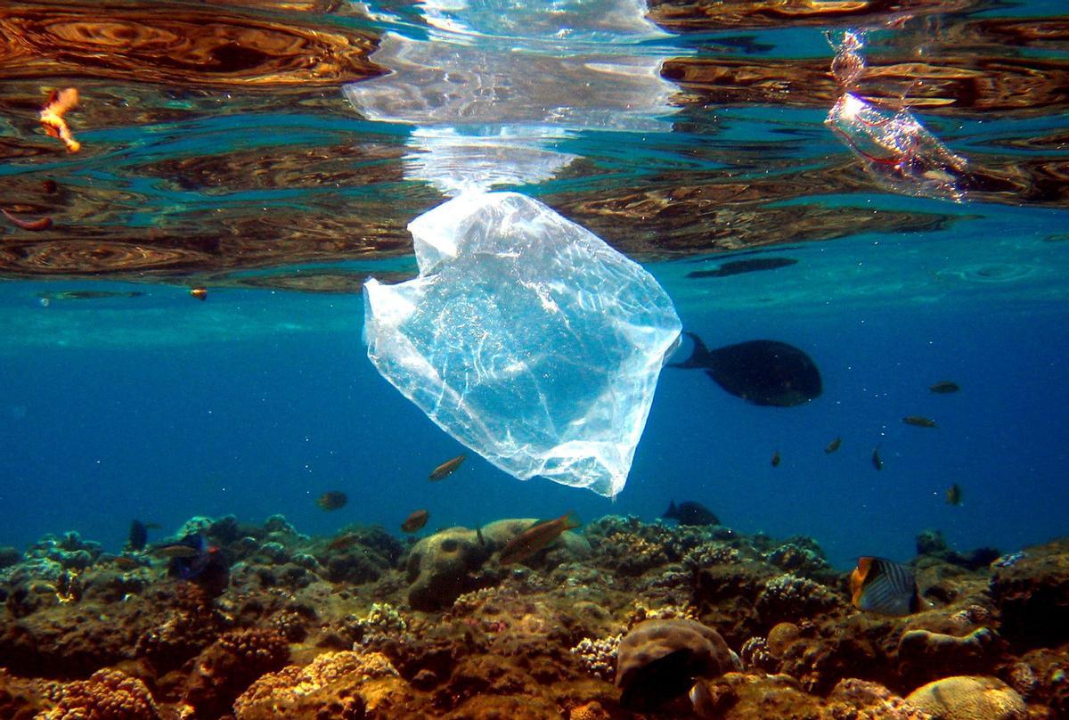 Peces nadan alrededor de una bolsa de plástico en el Mar Rojo