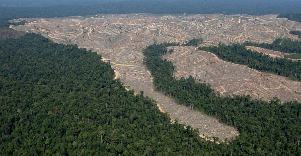 El reglamento para prohibir importaciones relacionadas con la Deforestación ha sido aplazado