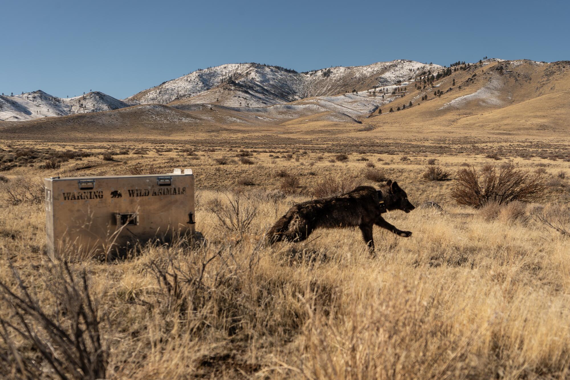 Un loup nouvellement collé d'un pack du comté de Sierra est libéré près de l'endroit où elle a été capturée par l'équipe d'hélicoptère.