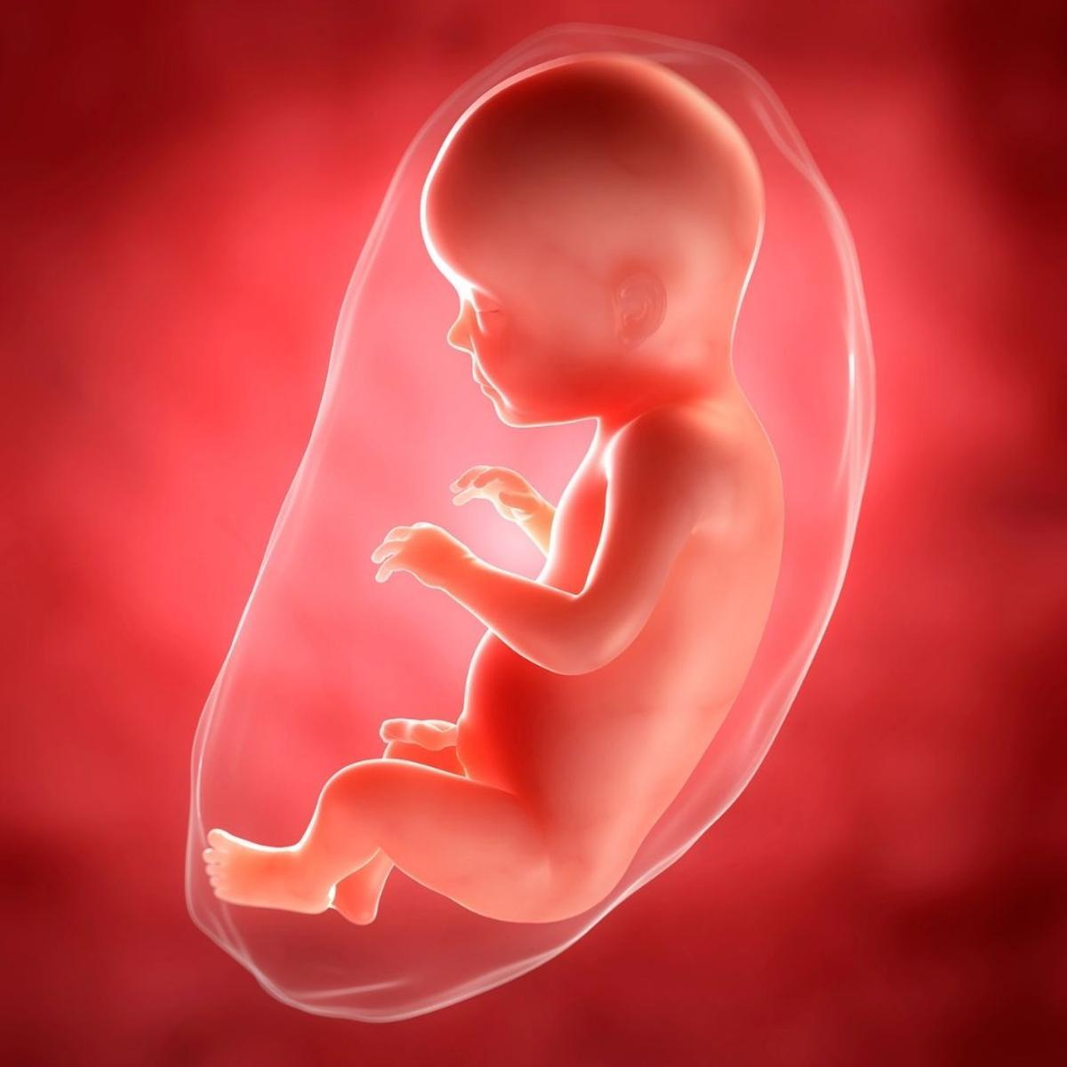 Imagen de un feto de siete meses