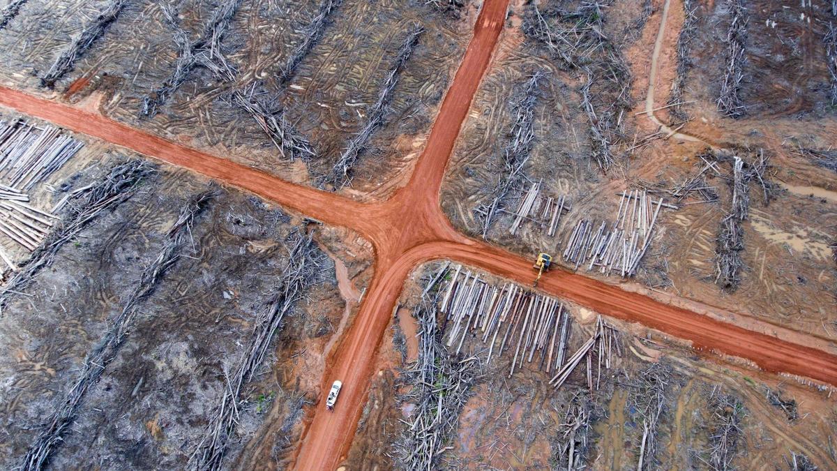 Los biocombustibles se obtiennen a menudo a Través de la Deforestación