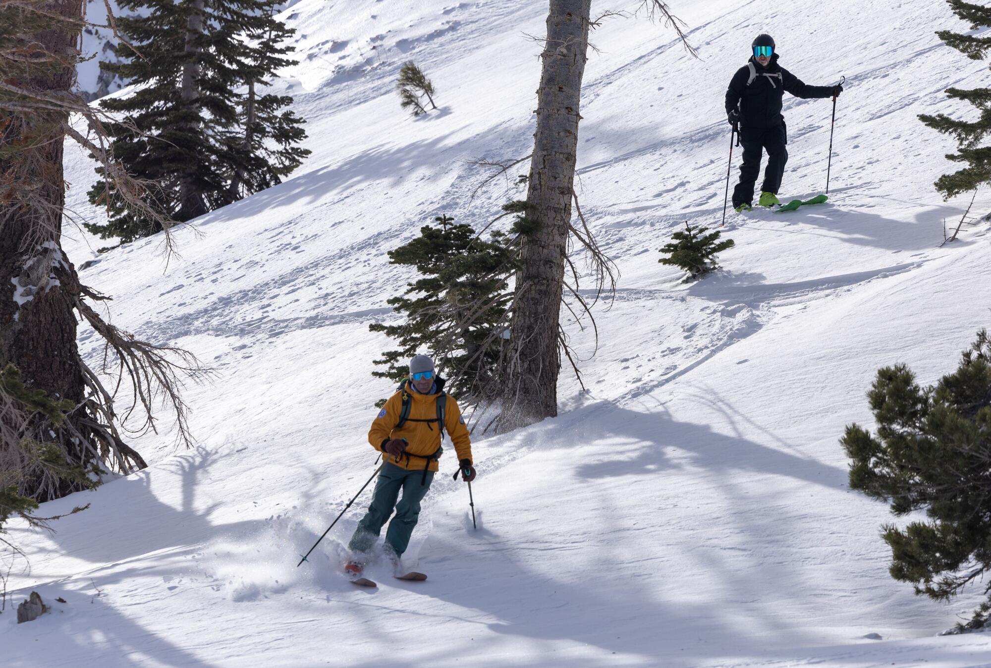 Deux skiers naviguent à travers des pins sur une pente enneigée. 